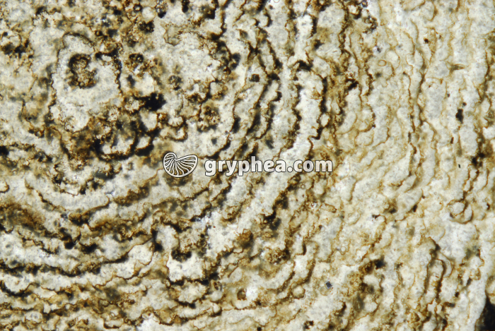 Stromatolites LPNA x3 - gryphea.org